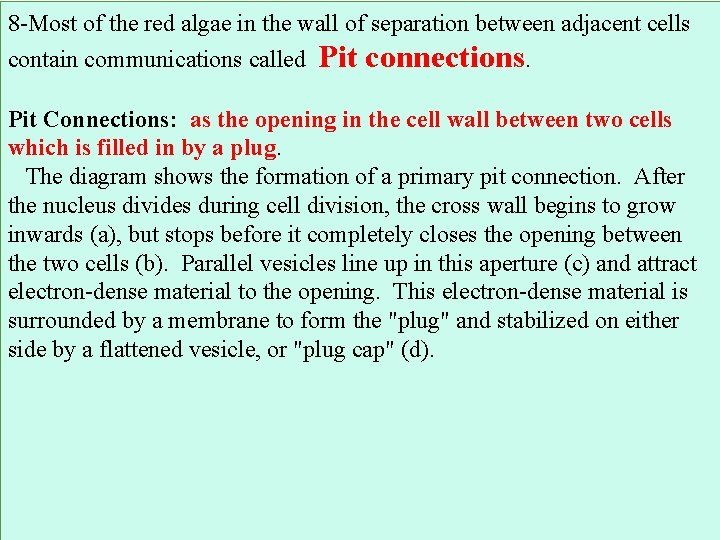 8 -Most of the red algae in the wall of separation between adjacent cells