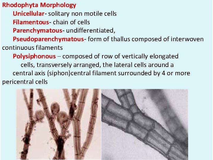Rhodophyta Morphology Unicellular- solitary non motile cells Filamentous- chain of cells Parenchymatous- undifferentiated, Pseudoparenchymatous-