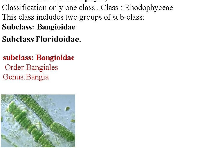 Classification of Rhodophyta; Classification only one class , Class : Rhodophyceae This class includes