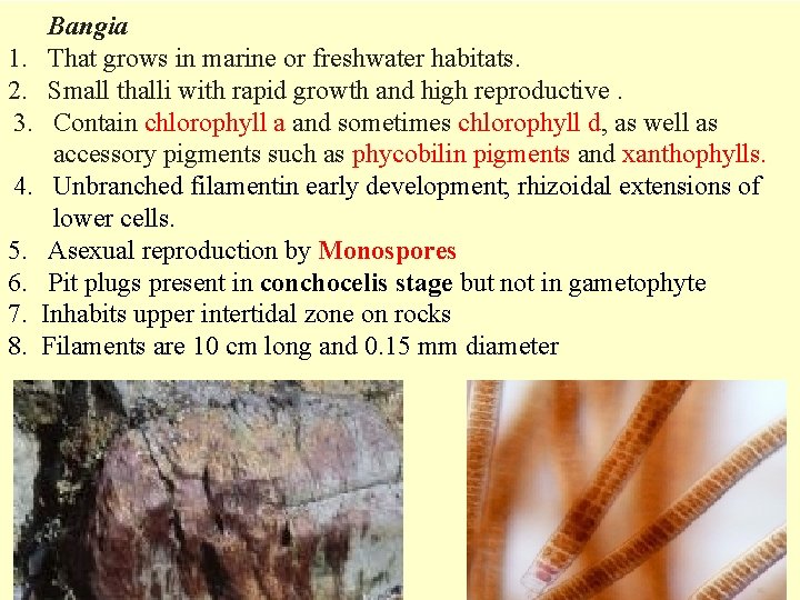 Bangia 1. That grows in marine or freshwater habitats. 2. Small thalli with rapid