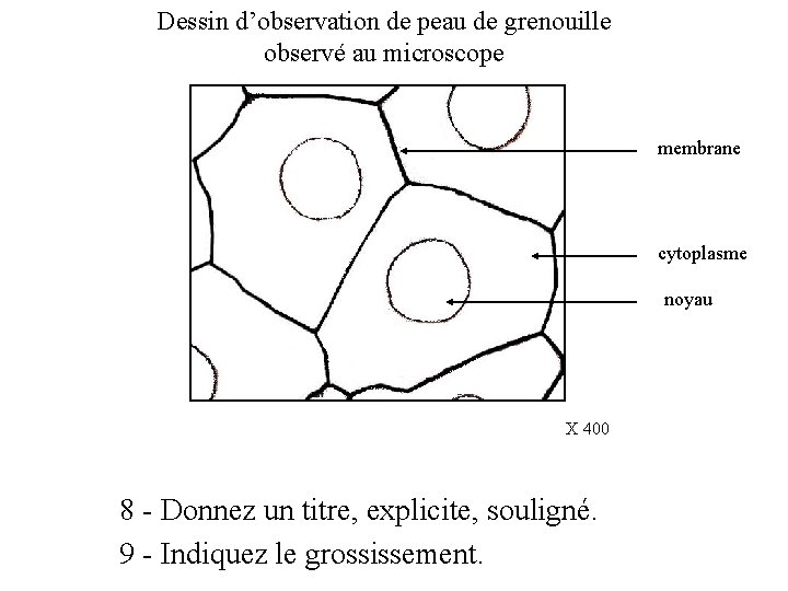 Dessin d’observation de peau de grenouille observé au microscope membrane cytoplasme noyau X 400