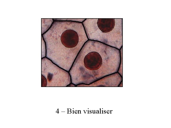 4 – Bien visualiser 