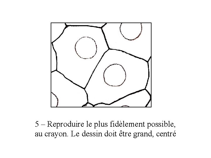 5 – Reproduire le plus fidèlement possible, au crayon. Le dessin doit être grand,