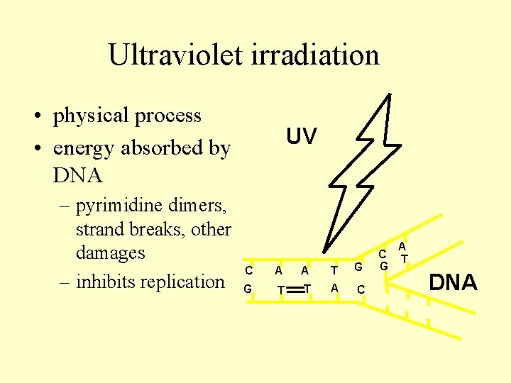 Ultraviolet irradiation • physical process • energy absorbed by DNA – pyrimidine dimers, strand