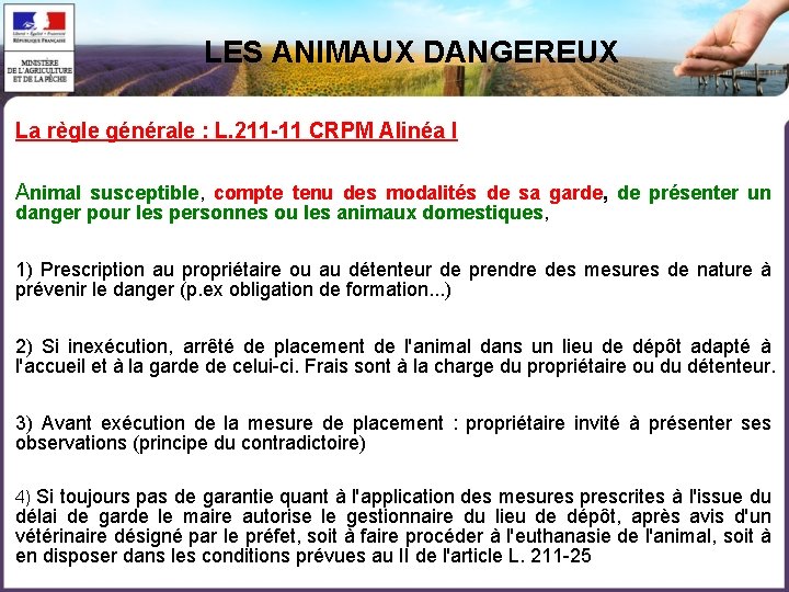 LES ANIMAUX DANGEREUX La règle générale : L. 211 -11 CRPM Alinéa I Animal