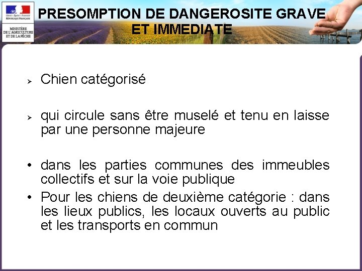 PRESOMPTION DE DANGEROSITE GRAVE ET IMMEDIATE Chien catégorisé qui circule sans être muselé et