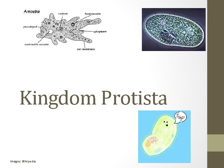 Kingdom Protista Images: Wikipedia 