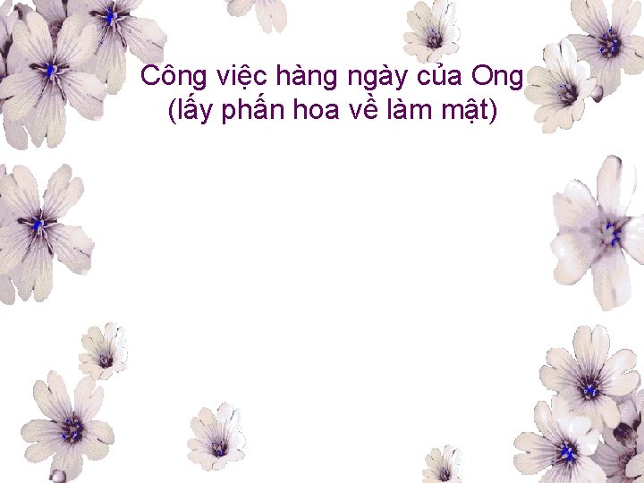 Công việc hàng ngày của Ong (lấy phấn hoa về làm mật) 