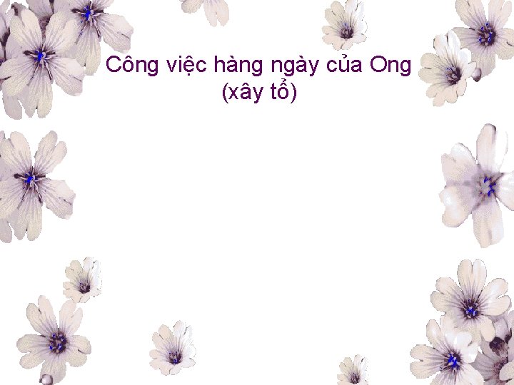 Công việc hàng ngày của Ong (xây tổ) 