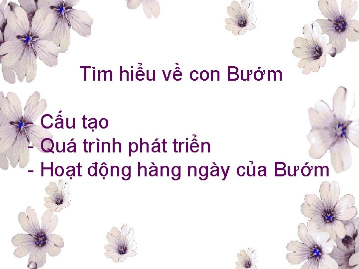 Tìm hiểu về con Bướm - Cấu tạo - Quá trình phát triển -