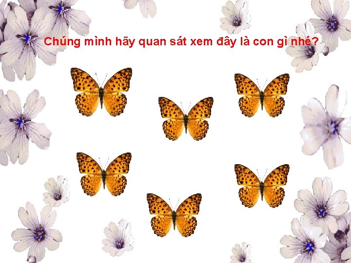 Chúng mình hãy quan sát xem đây là con gì nhé? 