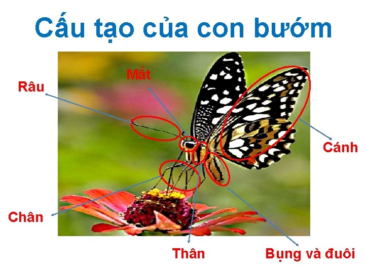 Cấu tạo của con bướm Râu Mắt Cánh Chân Thân Bụng và đuôi 