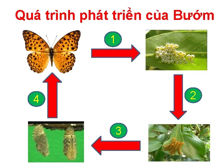 Quá trình phát triển của Bướm 1 2 4 3 