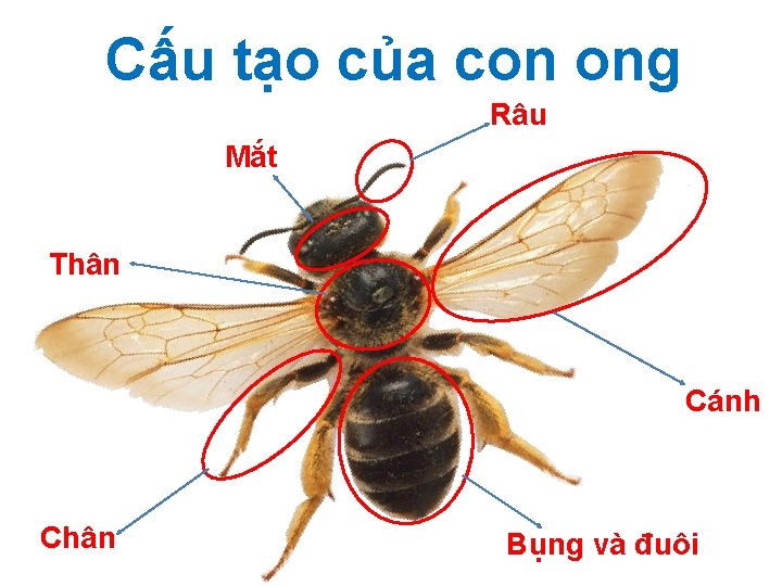 Cấu tạo của con ong Râu Mắt Thân Cánh Chân Bụng và đuôi 