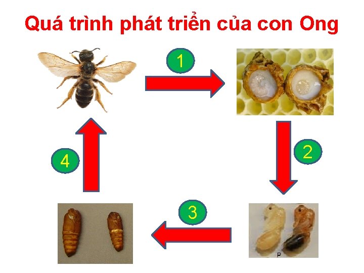 Quá trình phát triển của con Ong 1 2 4 3 