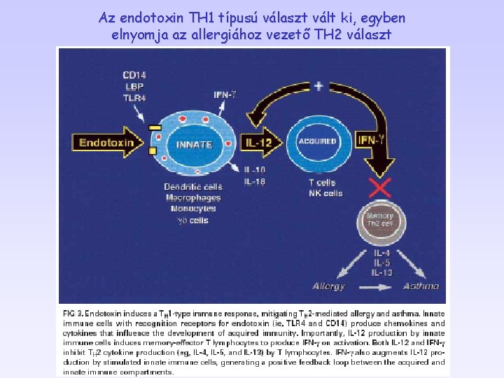 Az endotoxin TH 1 típusú választ vált ki, egyben elnyomja az allergiához vezető TH