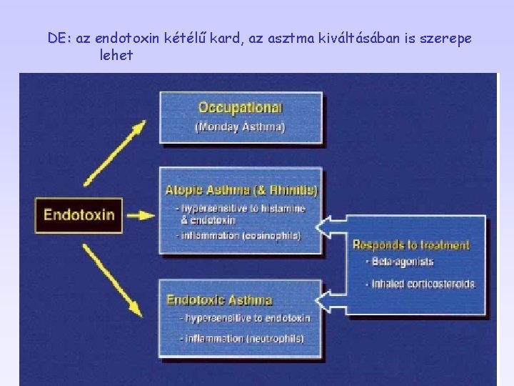 DE: az endotoxin kétélű kard, az asztma kiváltásában is szerepe lehet 