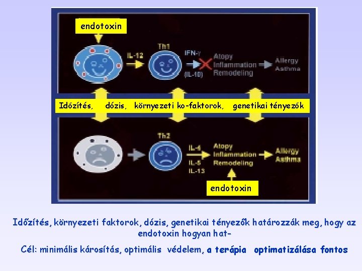 endotoxin Időzítés, dózis, környezeti ko-faktorok, genetikai tényezők endotoxin Időzítés, környezeti faktorok, dózis, genetikai tényezők