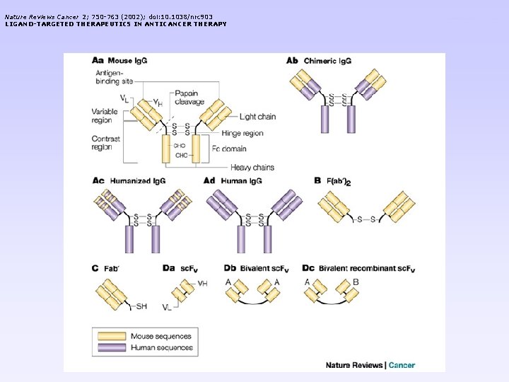 Nature Reviews Cancer 2; 750 -763 (2002); doi: 10. 1038/nrc 903 LIGAND-TARGETED THERAPEUTICS IN