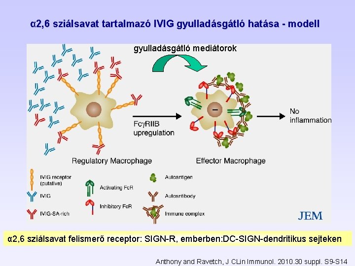 α 2, 6 sziálsavat tartalmazó IVIG gyulladásgátló hatása - modell gyulladásgátló mediátorok α 2,