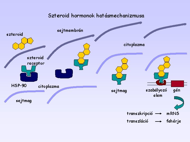 Szteroid hormonok hatásmechanizmusa sejtmembrán szteroid citoplazma szteroid receptor HSP-90 sejtmag citoplazma sejtmag szabályozó elem