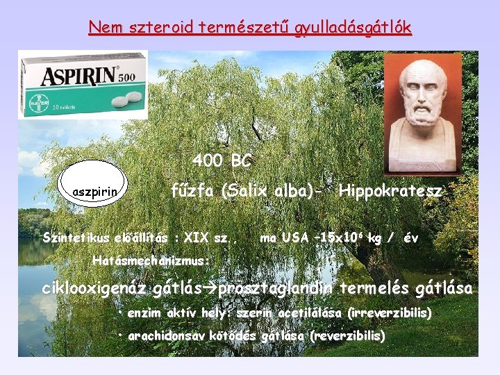 Nem szteroid természetű gyulladásgátlók 400 BC aszpirin fűzfa (Salix alba)- Hippokratesz Szintetikus előállítás :