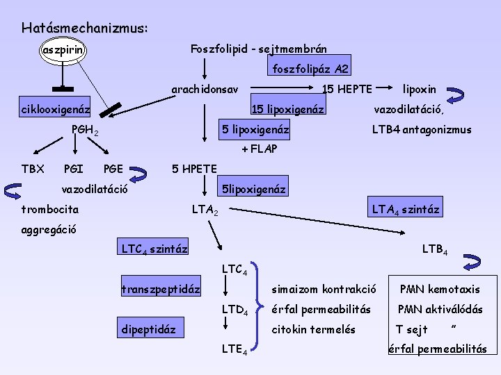 Hatásmechanizmus: Foszfolipid - sejtmembrán aszpirin foszfolipáz A 2 arachidonsav 15 HEPTE ciklooxigenáz 15 lipoxigenáz
