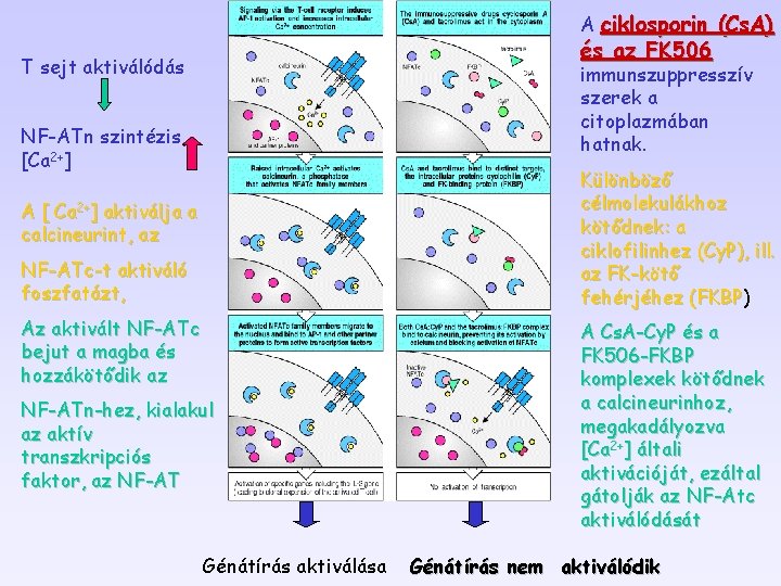 A ciklosporin (Cs. A) és az FK 506 T sejt aktiválódás immunszuppresszív szerek a