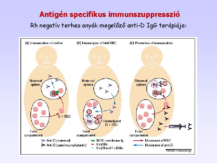 Antigén specifikus immunszuppresszió Rh negatív terhes anyák megelőző anti-D Ig. G terápiája: 
