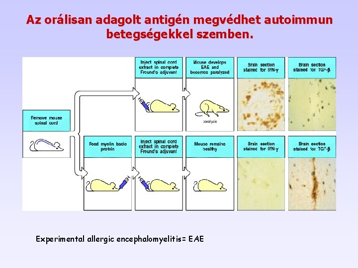 Az orálisan adagolt antigén megvédhet autoimmun betegségekkel szemben. Experimental allergic encephalomyelitis= EAE 