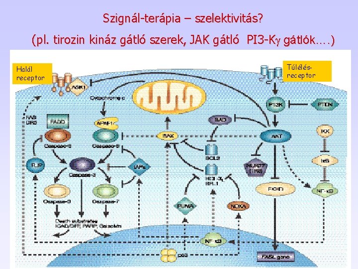 Szignál-terápia – szelektivitás? (pl. tirozin kináz gátló szerek, JAK gátló PI 3 -Kg gátlók….