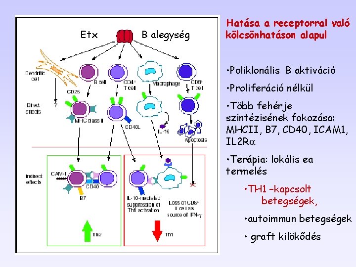 Etx B alegység Hatása a receptorral való kölcsönhatáson alapul • Poliklonális B aktiváció •