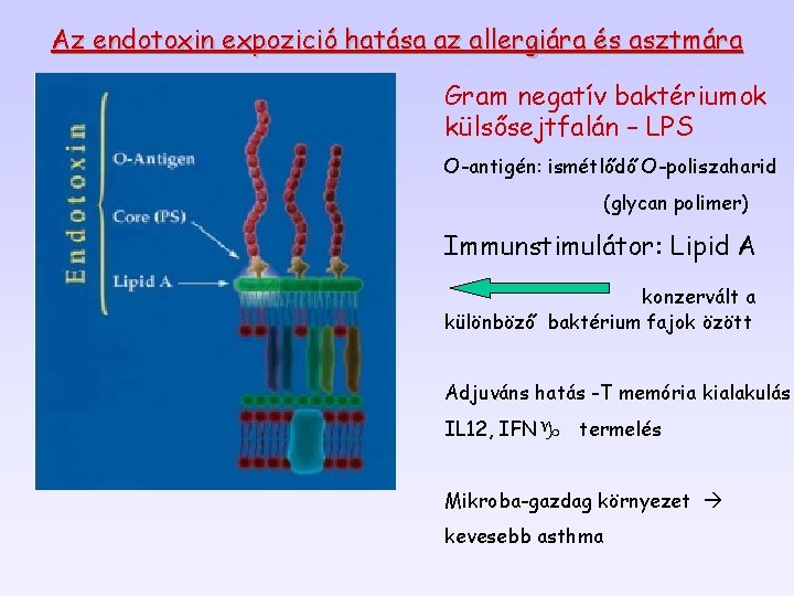 Az endotoxin expozició hatása az allergiára és asztmára Gram negatív baktériumok külsősejtfalán – LPS