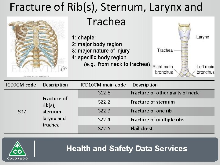 Fracture of Rib(s), Sternum, Larynx and Trachea 1: chapter 2: major body region 3: