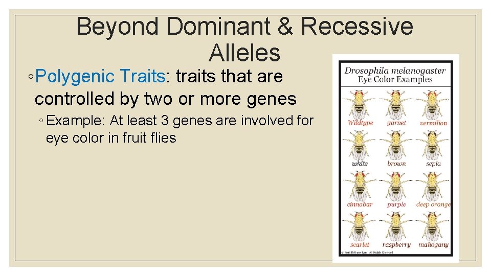 Beyond Dominant & Recessive Alleles ◦ Polygenic Traits: traits that are controlled by two