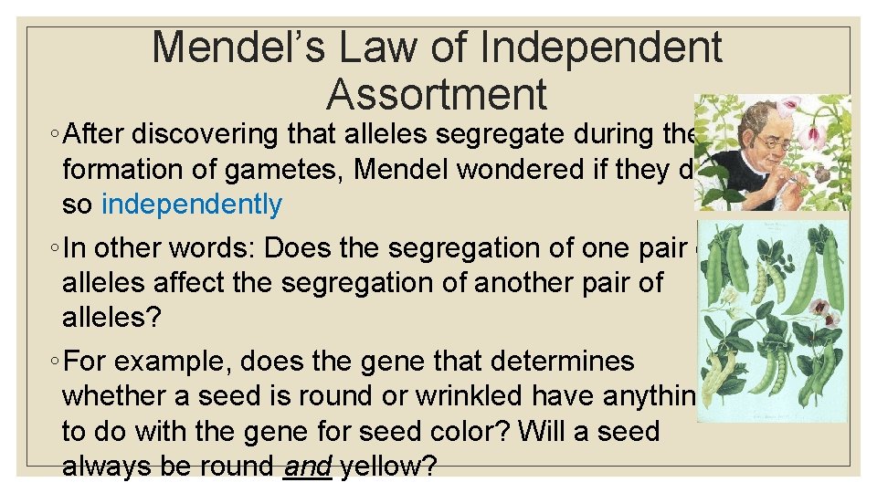 Mendel’s Law of Independent Assortment ◦ After discovering that alleles segregate during the formation