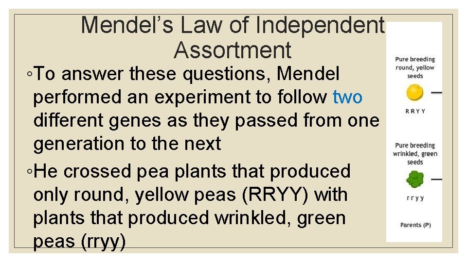 Mendel’s Law of Independent Assortment ◦To answer these questions, Mendel performed an experiment to