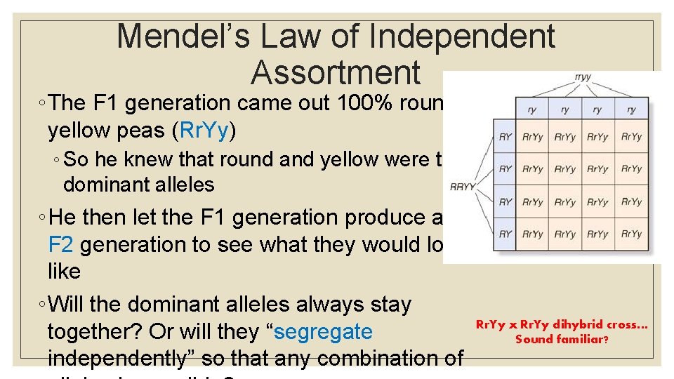 Mendel’s Law of Independent Assortment ◦ The F 1 generation came out 100% round,