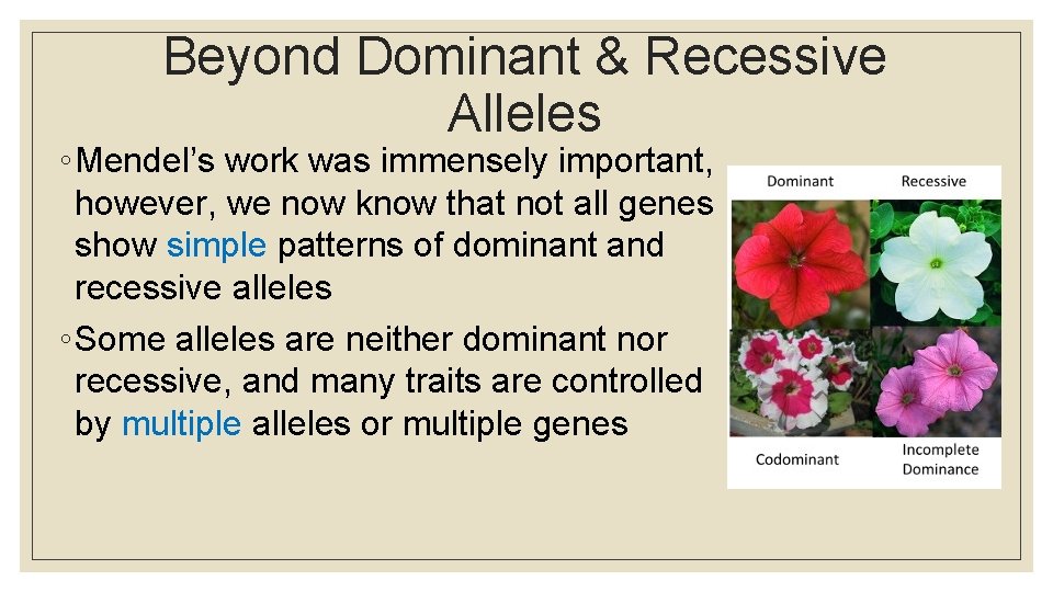 Beyond Dominant & Recessive Alleles ◦ Mendel’s work was immensely important, however, we now