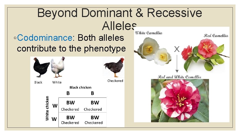 Beyond Dominant & Recessive Alleles ◦ Codominance: Both alleles contribute to the phenotype 