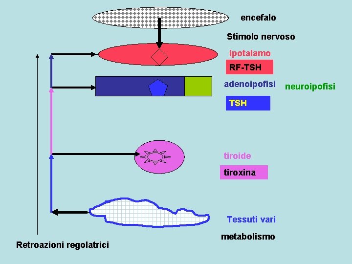 encefalo Stimolo nervoso ipotalamo RF-TSH adenoipofisi TSH tiroide tiroxina Tessuti vari Retroazioni regolatrici metabolismo