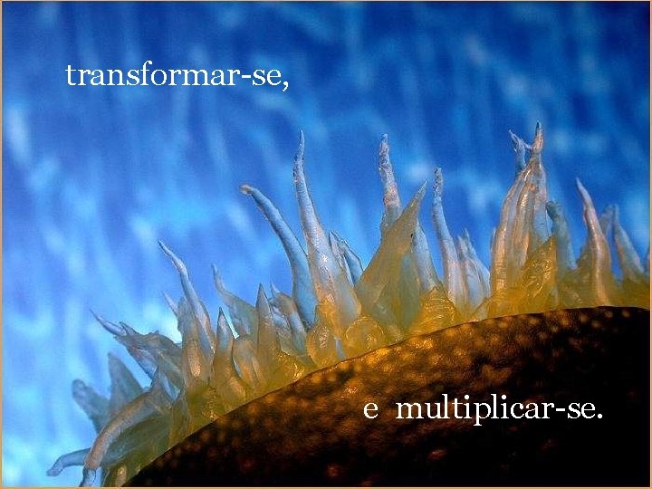 transformar-se, e multiplicar-se. 