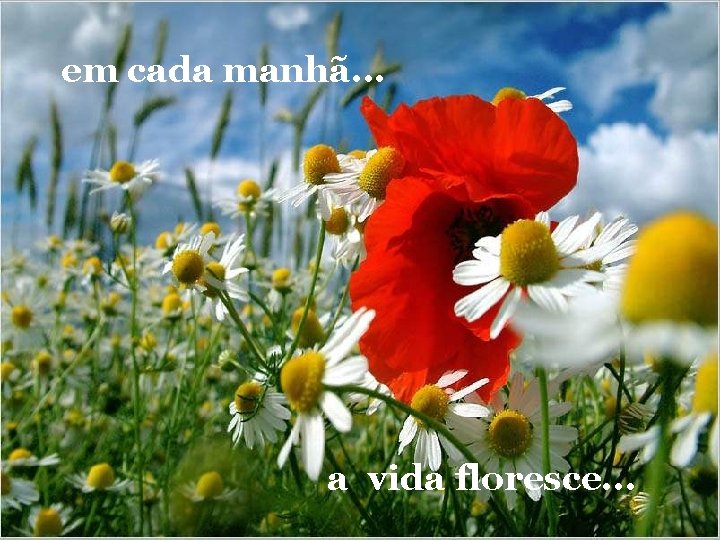 em cada manhã. . . a vida floresce. . . 