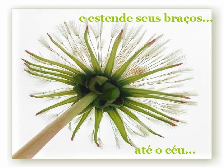 e estende seus braços. . . até o céu. . . 