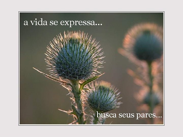 a vida se expressa. . . busca seus pares. . . 