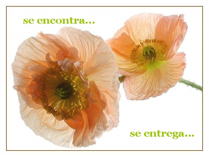 se encontra. . . se entrega. . . 