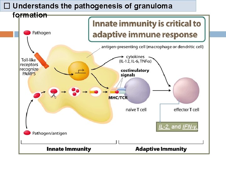 � Understands the pathogenesis of granuloma formation IL-2, and IFN-γ, 