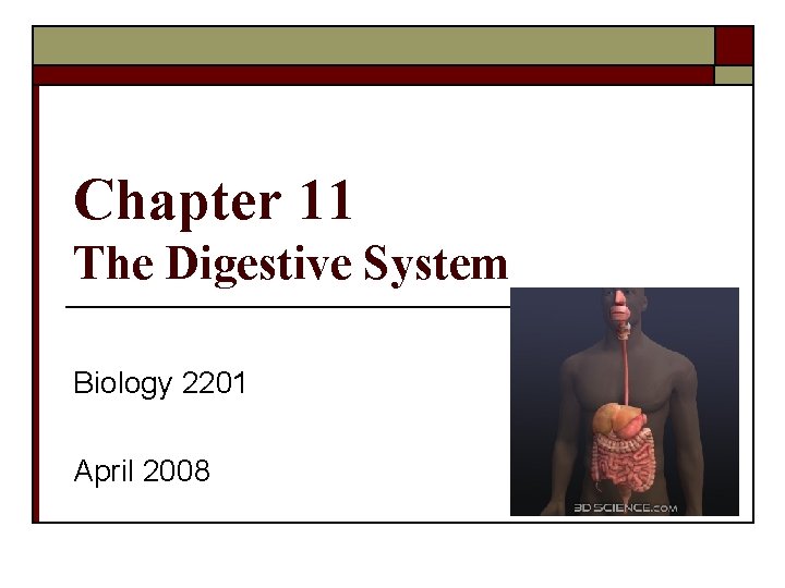 Chapter 11 The Digestive System Biology 2201 April 2008 