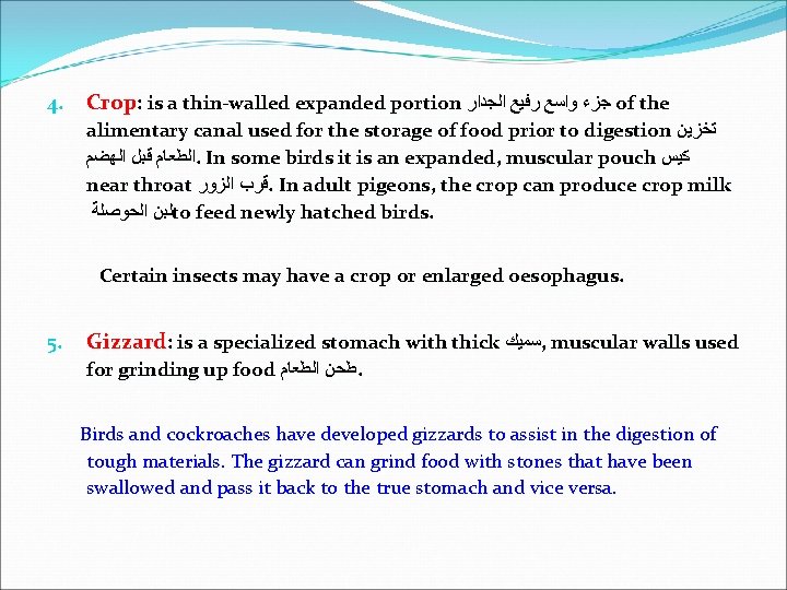 4. Crop: is a thin-walled expanded portion ﺟﺰﺀ ﻭﺍﺳﻊ ﺭﻓﻴﻊ ﺍﻟﺠﺪﺍﺭ of the alimentary