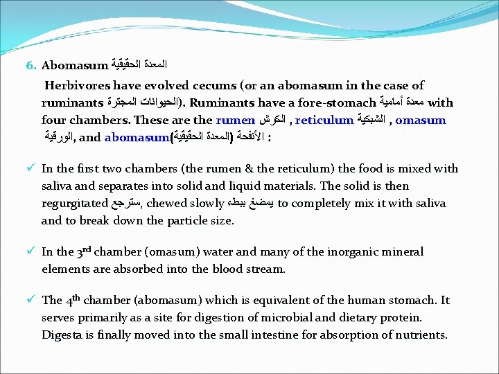 6. Abomasum ﺍﻟﻤﻌﺪﺓ ﺍﻟﺤﻘﻴﻘﻴﺔ Herbivores have evolved cecums (or an abomasum in the case